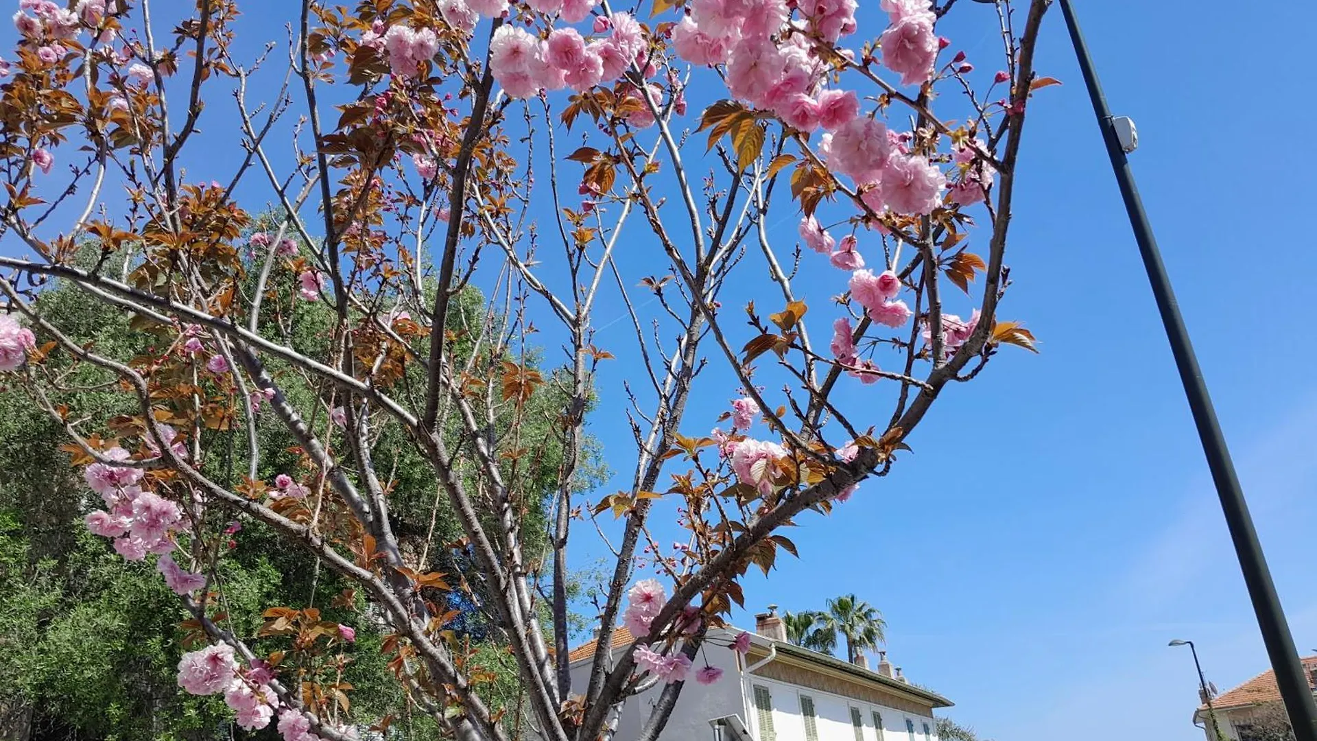 Beauty Apartment Saint-Jean-Cap-Ferrat