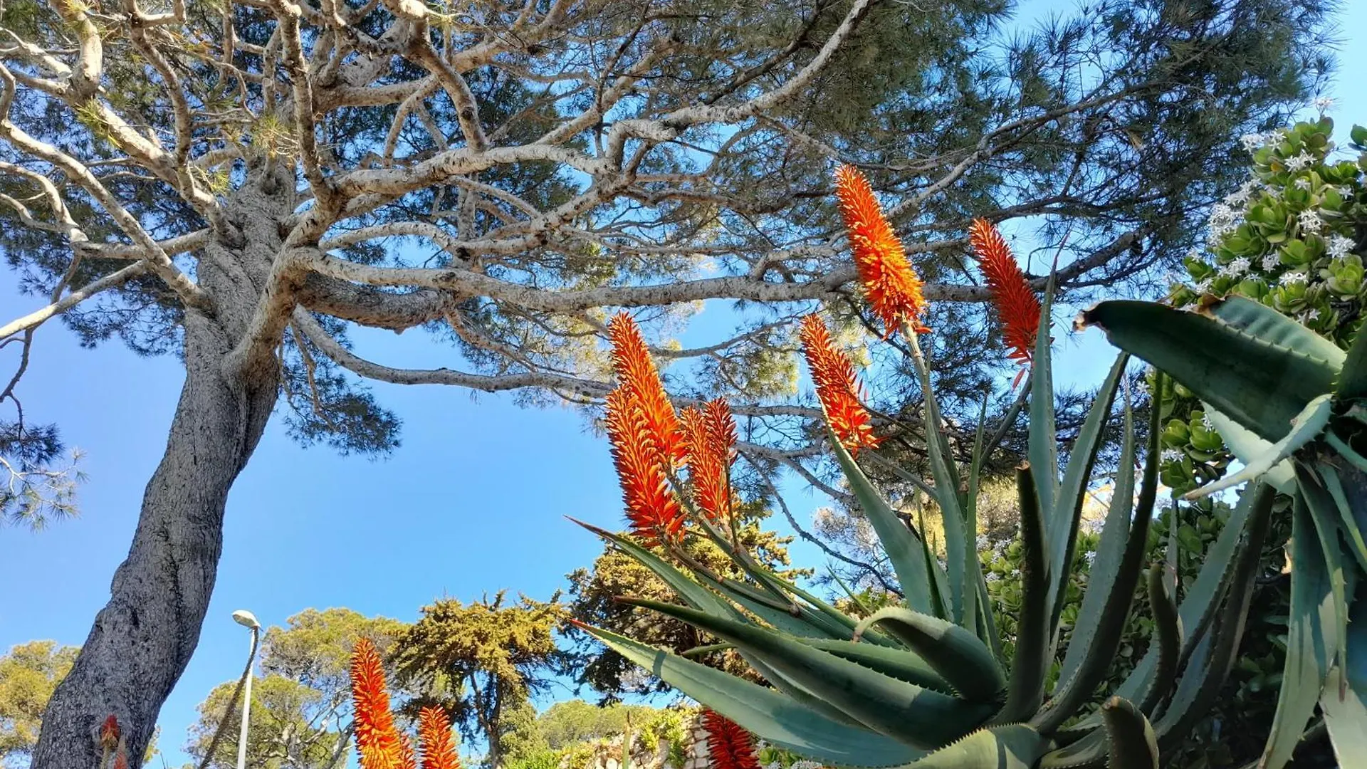 Beauty Apartment Saint-Jean-Cap-Ferrat 0*,